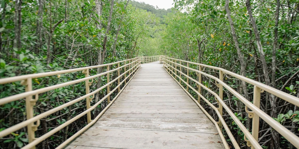 Accesible Jungle bridge trail in Manuel Antonio park tour