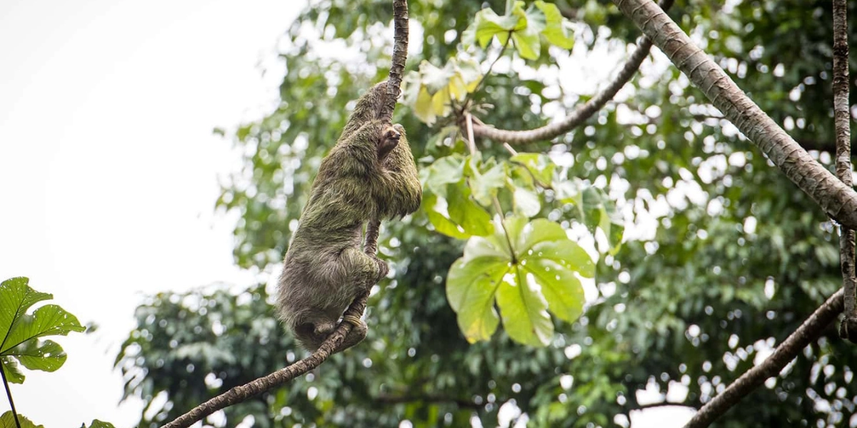 Sloth spotted in Manuel Antonio park tour