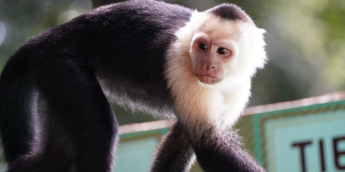 White-faced monkey spotted during Manuel Antonio park tour